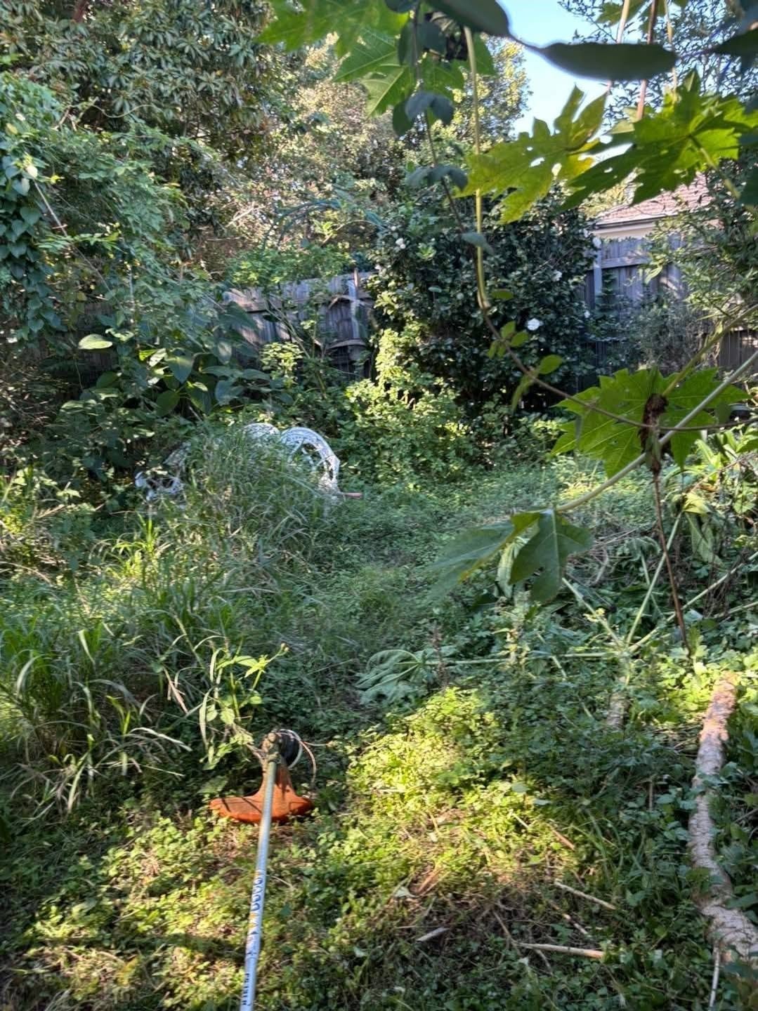 Overgrown residential lawn before mowing — Brisbane