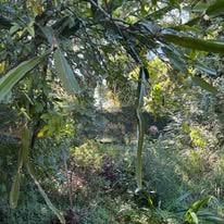 Overgrown acreage block before slashing — Southeast Queensland