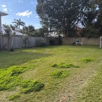 Overgrown hedge before trimming — Brisbane