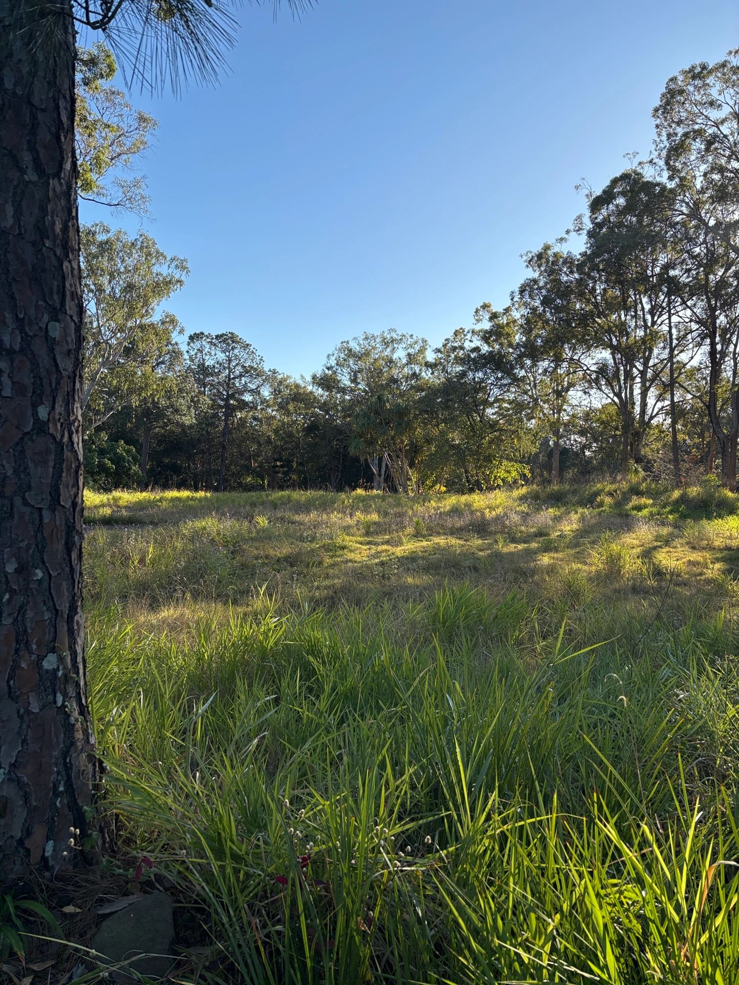 Acreage block before slashing — long grass Brisbane